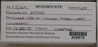 Physarum nutans image